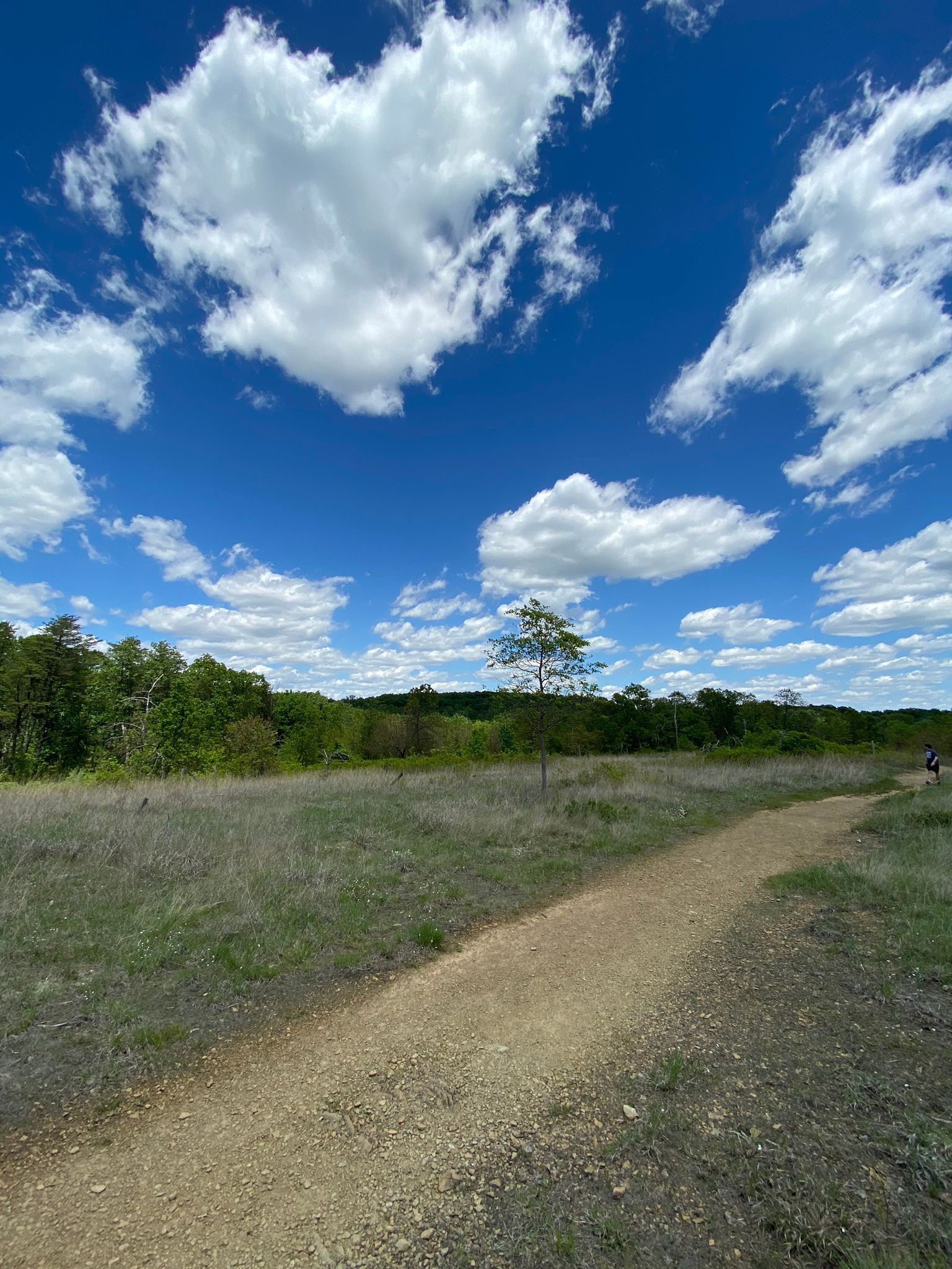 Blue sky with large white clouds, below the sky a stretch of trail at Solders Delight Natural Environmental Area in Owings Mills Maryland