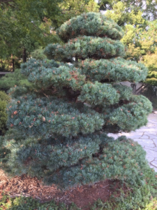 image of a conifer in Maryland